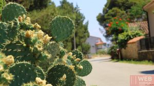 Придорожные кактусы в Пуле