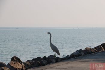 Набережная Шиофок недалеко от центра - фотосессия