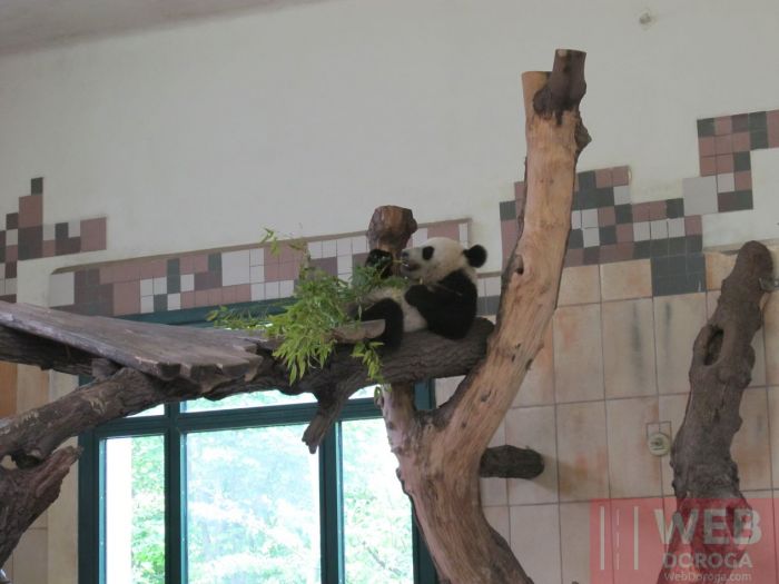 Зоопарк Шёнбрунн - Панда отдыхает