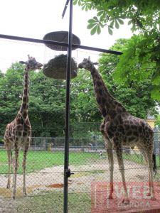 Кормилка жирафов в зоопарке Шёнбрунн