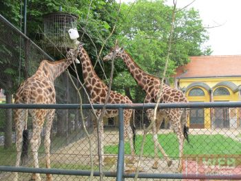Кормилка жирафов в зоопарке Шёнбрунн