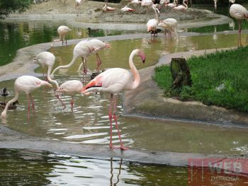 Фламинго в зоопарке Шёнбрунн