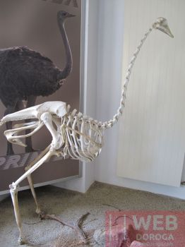 Схема страуса - остались одни кости :-)