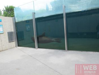 Морской бассейн - вид сбоку с местным жителем в зоопарке Шёнбрунн