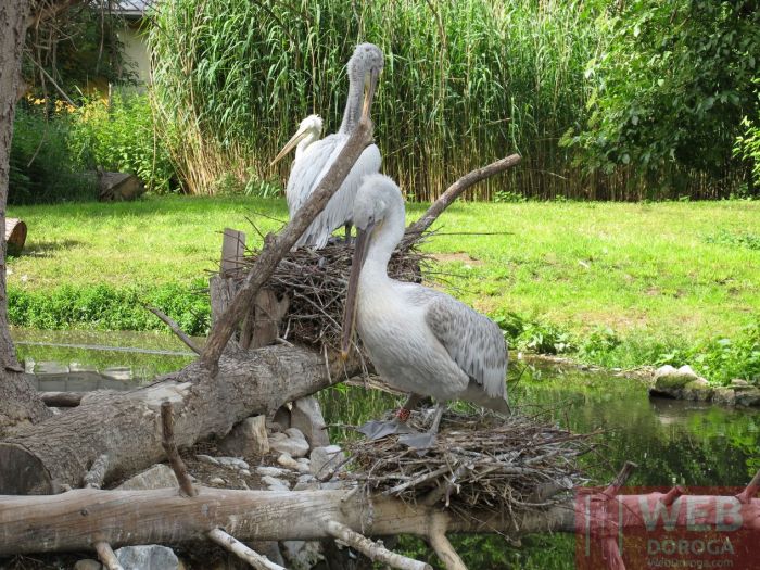 Пеликаны в зоопарке - нестись или не нестись